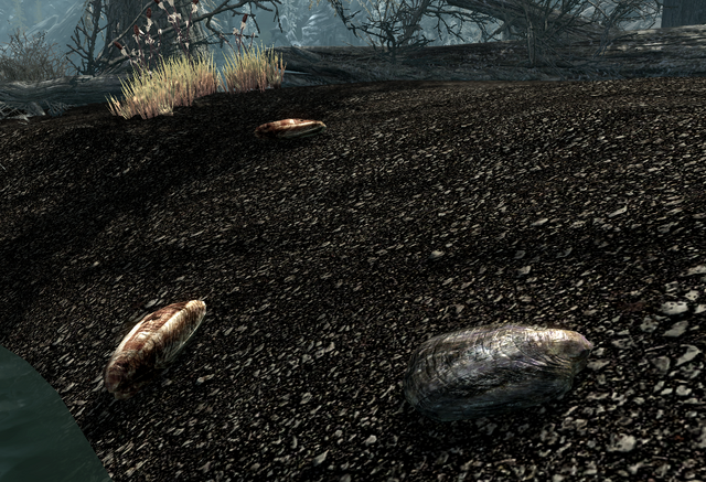 File:Pearl Oyster vs Clam.png