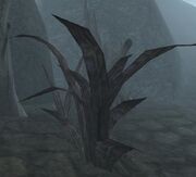 Scathecraw (Morrowind)