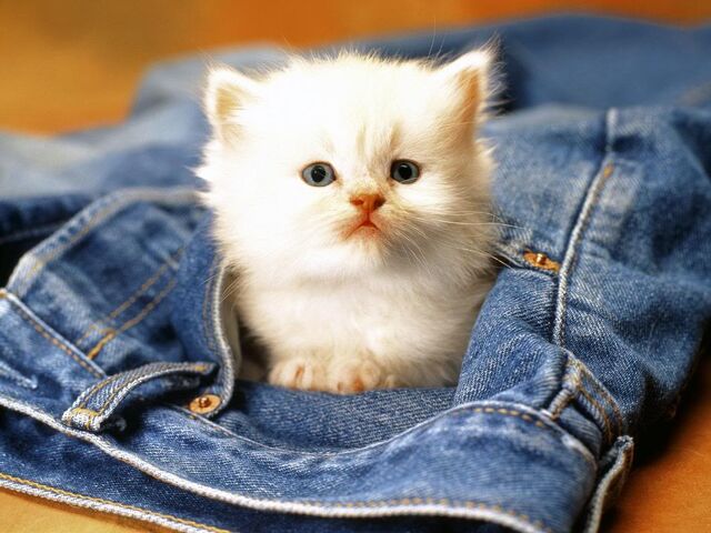File:Cute-kitten-animal-cubs-28185384-1024-768.jpg