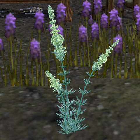 File:Wormwood Online.png