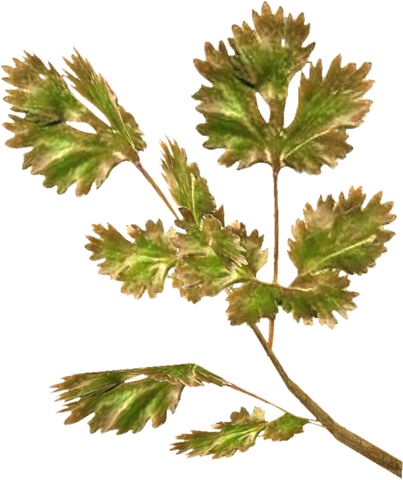File:TESV Frost Mirriam.png