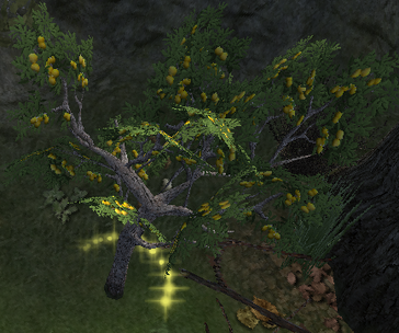 LemonTree