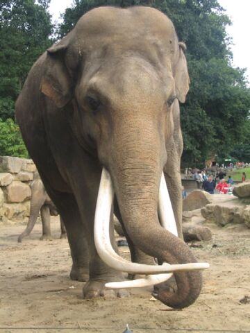 Datei:Zoo Emmen 103.jpg