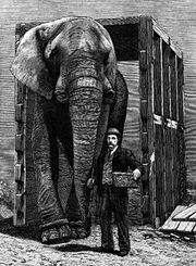 Jumbo.jpg