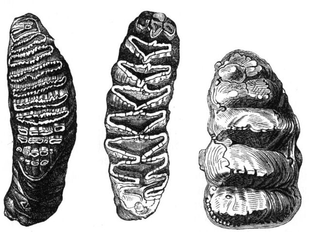 Datei:Zahn.jpg