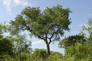 Marula.jpg