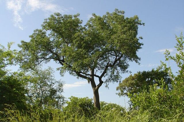 Datei:Marula.jpg