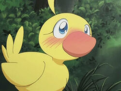 Ahi duck02