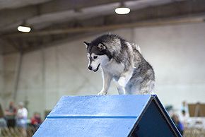 Alaskan Malamute agility a-frame