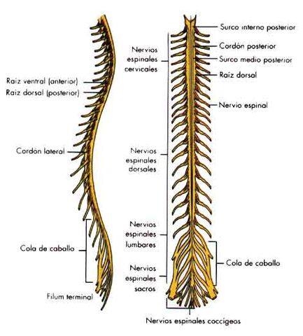 Archivo:5medula-espinal.jpg
