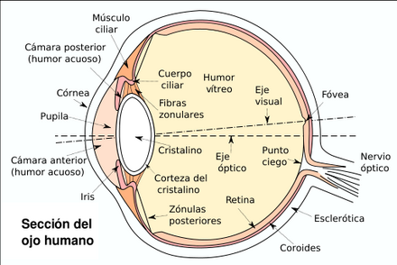 Eyesection-es