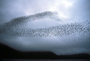 Auklet flock Shumagins 1986