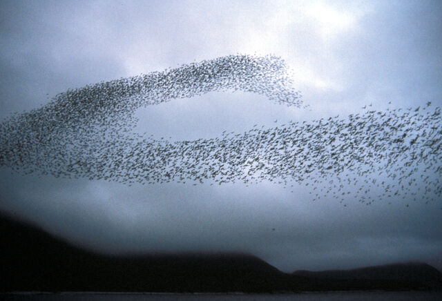 File:Auklet flock Shumagins 1986.jpg