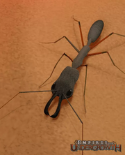 Trap-jaw ant2