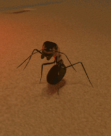 Wood Ant