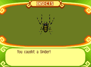 Spider