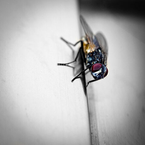 Archivo:The fly..jpg