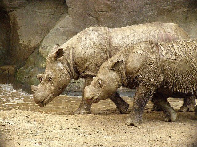 Archivo:800px-Sumatran Rhino 2.jpeg