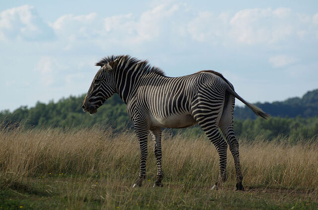 Archivo:800px-GrevyZebra.jpeg