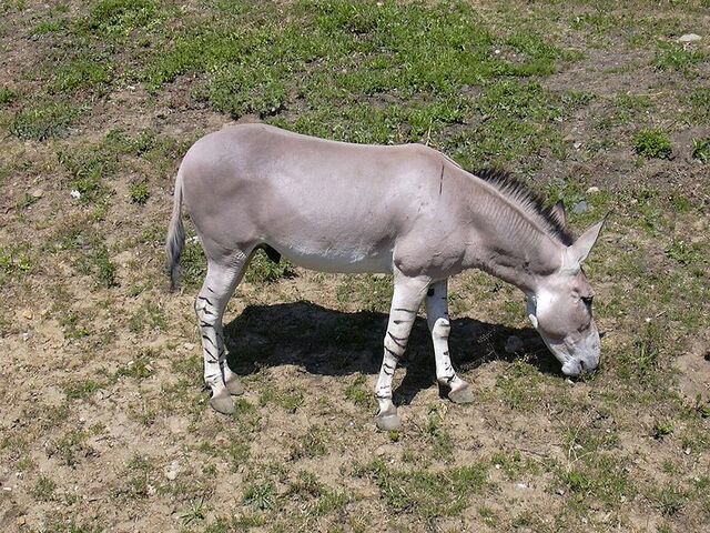 Archivo:800px-Zoo UL, Somali wild ass.jpeg