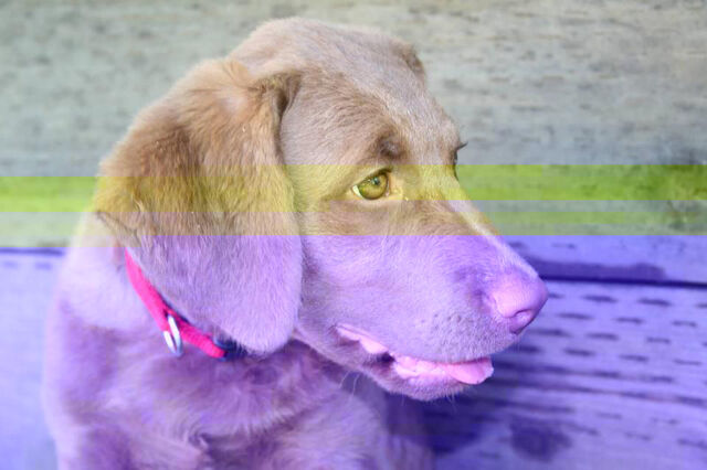 File:Puppy.jpg