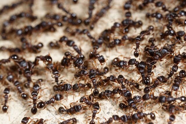 File:Infestationfeat.jpg