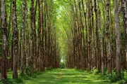 Forestsrubber feat
