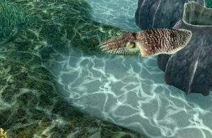 Broad club cuttlefish