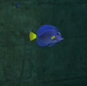 EO2PurpleTang