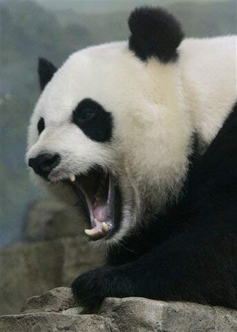 File:Panda-roar.jpg