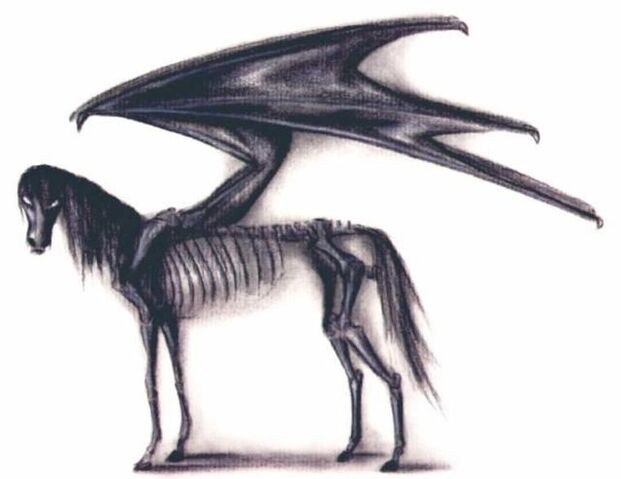 Datei:Thestral.jpg