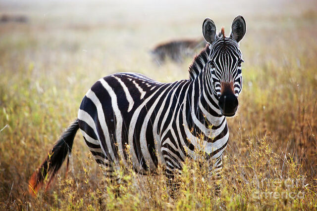 File:10 Zebra.jpg