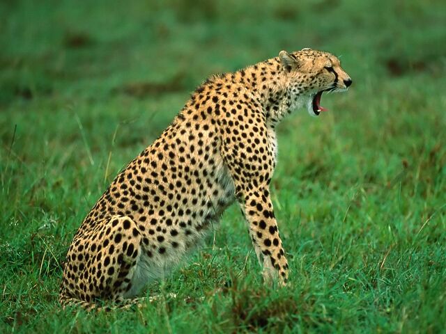File:15 Cheetah.jpg