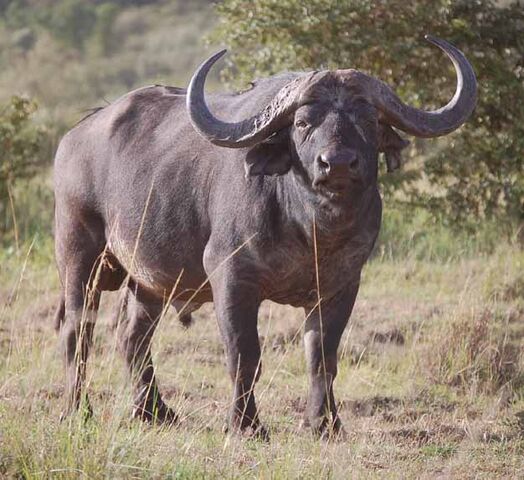 File:9 Cape Buffalo.jpg