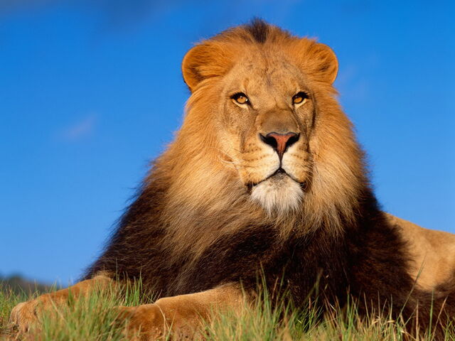 File:4 Lion.jpg