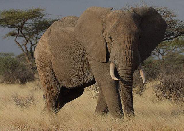 File:Elephant.jpg