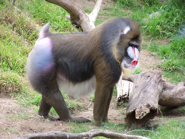 File:21 Mandrill.jpg