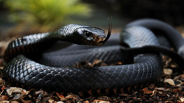 File:23 Black Mamba.jpg