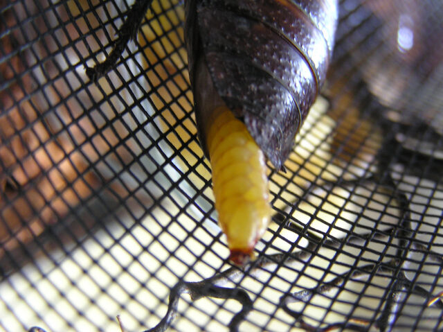File:Hisser ootheca.jpg