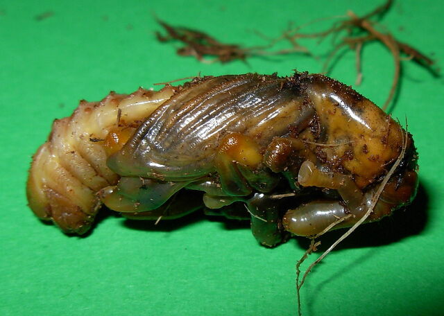 File:Rhynchophorus ferrugineus pupa.jpg