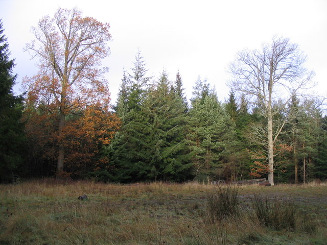 File:Woods.jpg