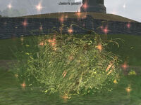 Jester's Garden.jpg