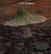 Cave fungus