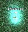 Koadarose