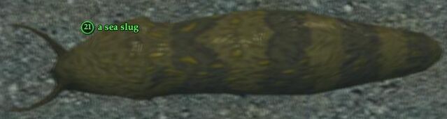 File:Sea slug.jpg