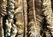 800px-Basma-tobacco-drying
