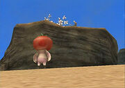 Tomate Perdido2.jpg