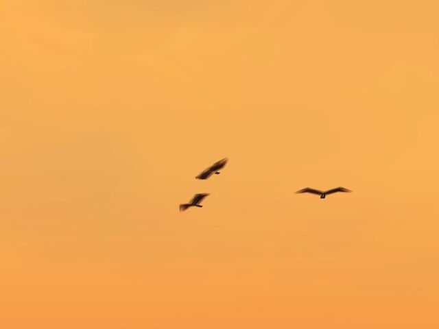 Archivo:Aguilas.jpg