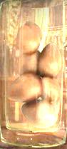 Ashwinder huevos.jpg