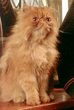 Crookshanks Sitting-A Half-Kneazle.jpg